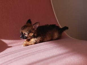 Картинка животные собаки