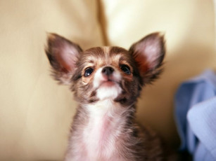 Картинка животные собаки