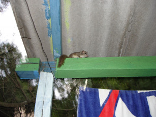 Картинка животные сони