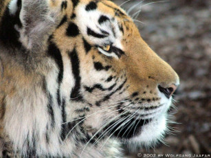 Картинка животные тигры