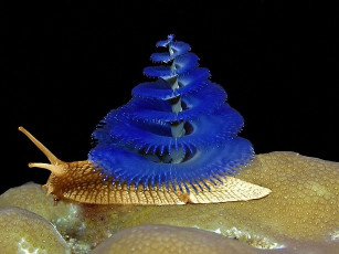 Картинка зверюги фотошопляндии 12 юмор приколы