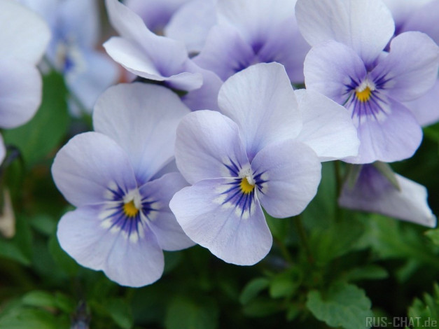 Обои картинки фото цветы, анютины, глазки, садовые, фиалки