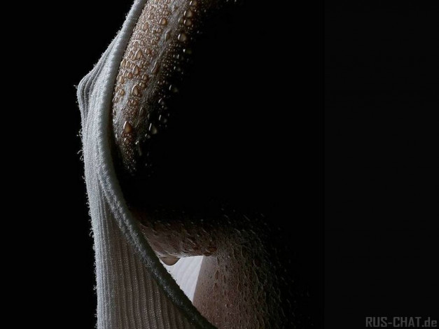 Обои картинки фото разное