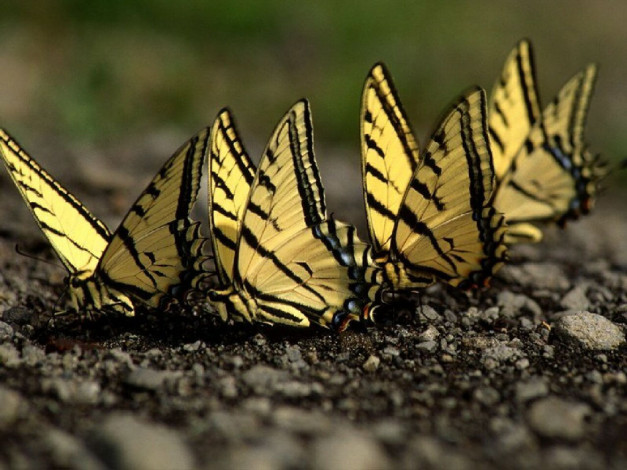 Обои картинки фото животные, бабочки