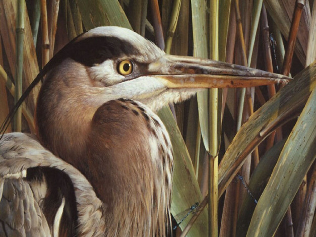 Обои картинки фото животные, цапли