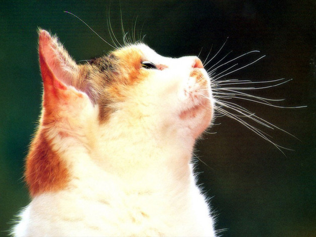 Обои картинки фото животные, коты