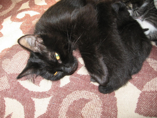 Обои картинки фото животные, коты