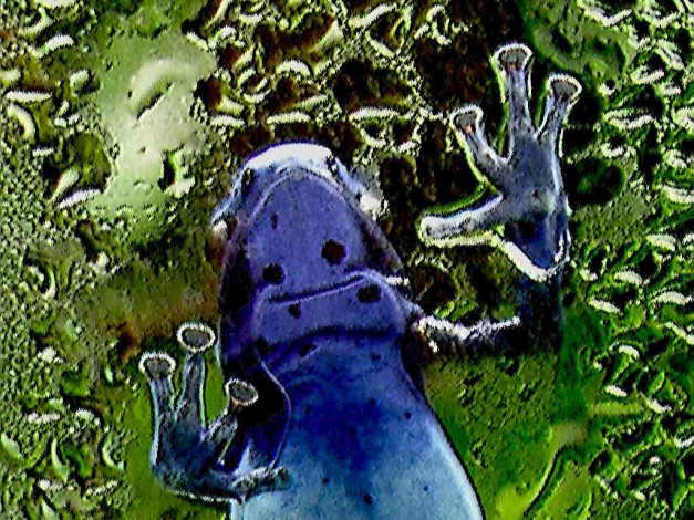 Обои картинки фото животные, лягушки