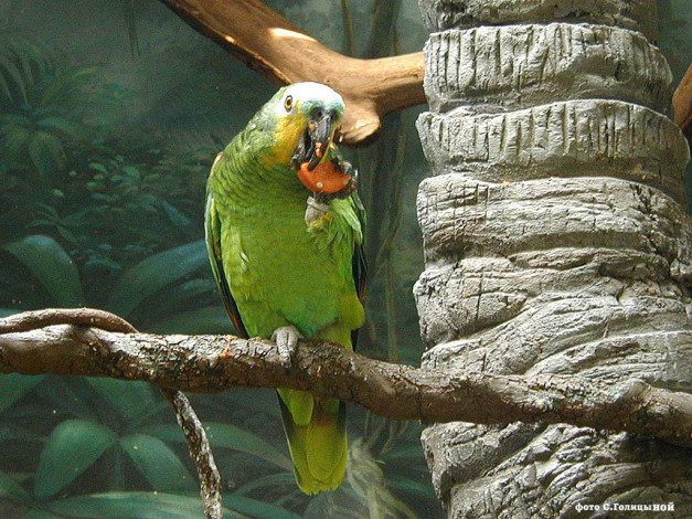Обои картинки фото животные, попугаи
