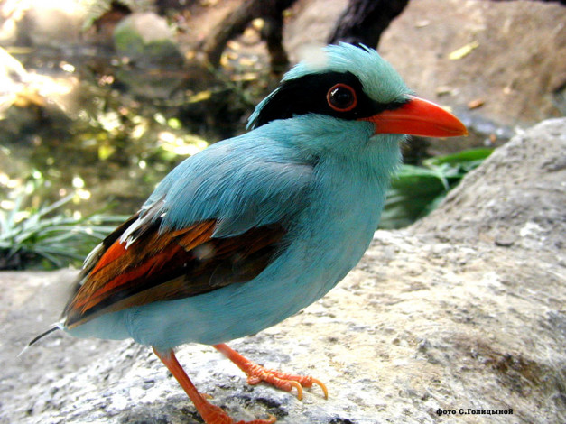 Обои картинки фото животные, птицы