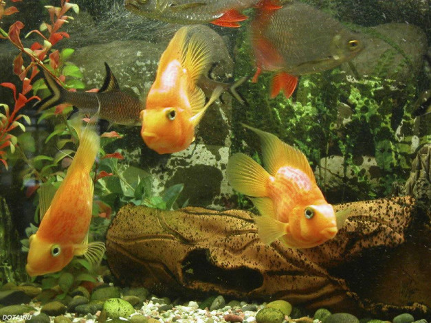 Обои картинки фото животные, рыбы