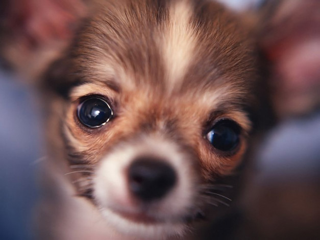 Обои картинки фото животные, собаки