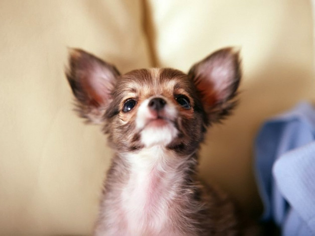 Обои картинки фото животные, собаки