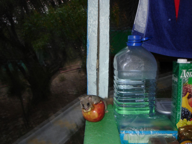 Обои картинки фото животные, сони