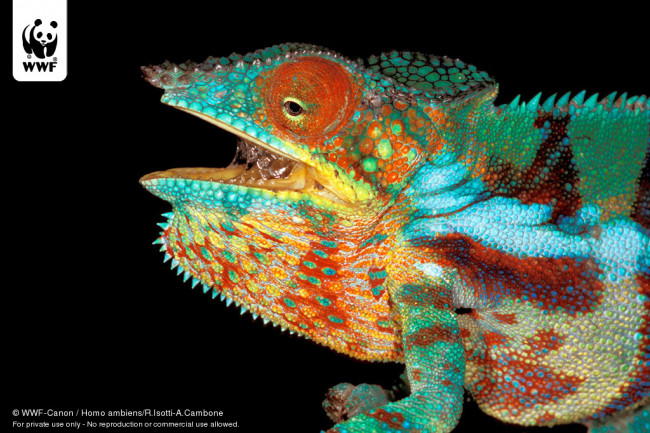 Обои картинки фото животные, хамелеоны