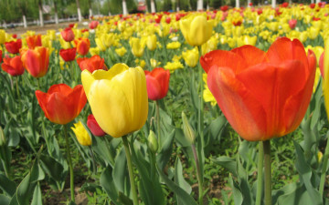 Картинка цветы тюльпаны