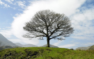 Картинка природа деревья