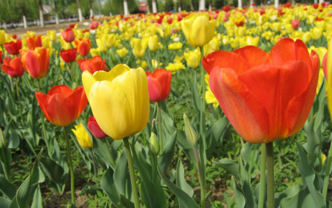 Обои картинки фото цветы, тюльпаны