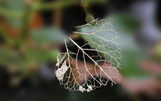 Обои картинки фото природа