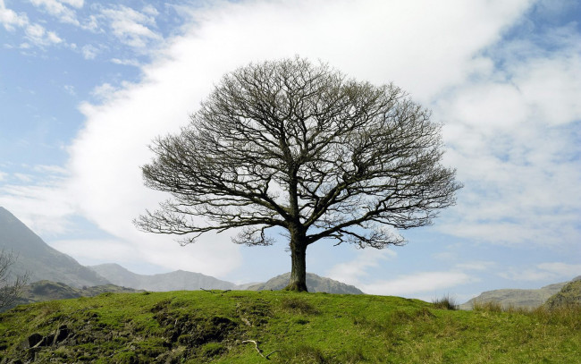 Обои картинки фото природа, деревья