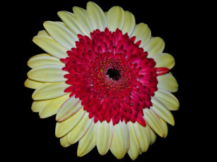 Картинка цветы герберы