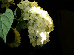 Картинка цветы гортензия