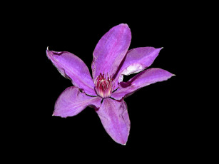 Картинка клематис цветы ломонос