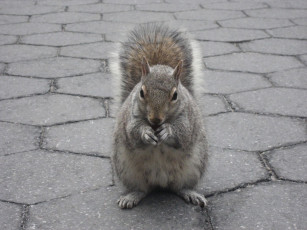 Картинка животные белки