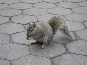 обоя животные, белки