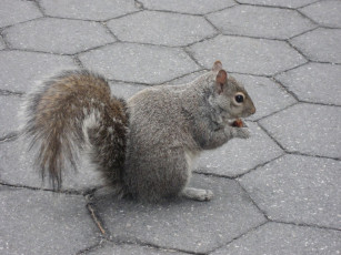 Картинка животные белки