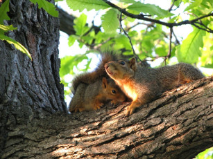 Картинка животные белки