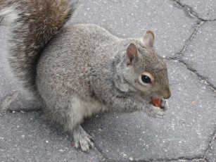 обоя животные, белки