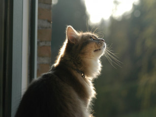 Картинка животные коты