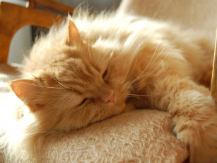 Картинка животные коты