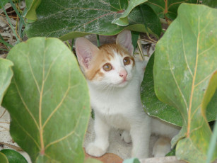 Картинка животные коты