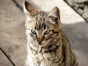 Картинка животные коты