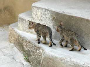 Картинка животные коты