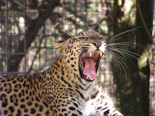 Картинка животные леопарды