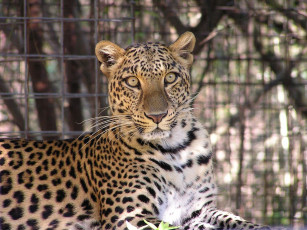 Картинка животные леопарды