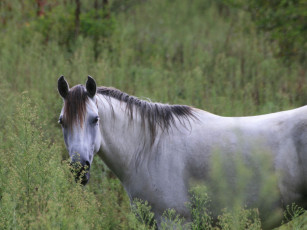 Картинка животные лошади