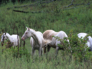 Картинка животные лошади