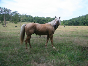 Картинка животные лошади