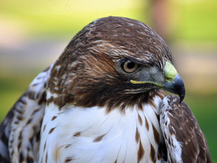 Картинка животные птицы хищники