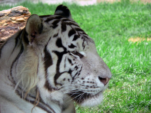 обоя животные, тигры