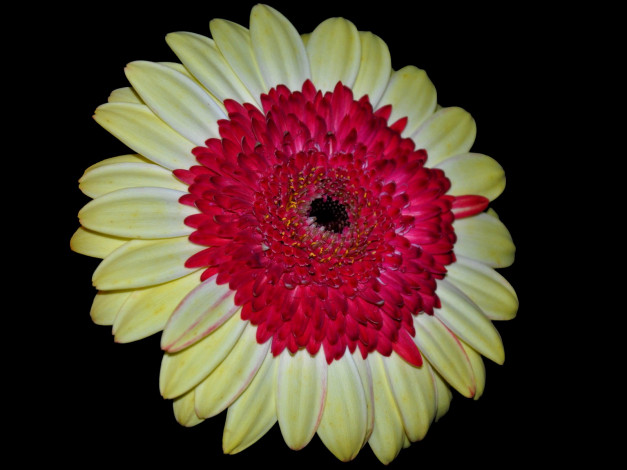 Обои картинки фото цветы, герберы