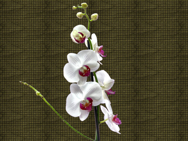Обои картинки фото цветы, орхидеи