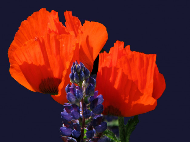 Обои картинки фото цветы, разные, вместе