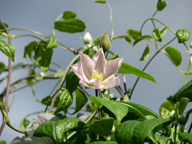 Обои картинки фото клематис, цветы, ломонос