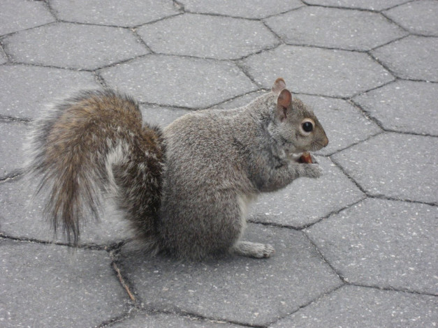 Обои картинки фото животные, белки