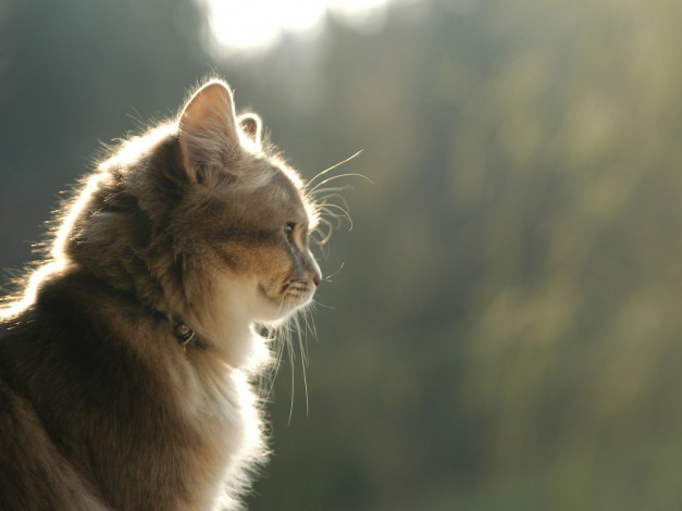 Обои картинки фото животные, коты